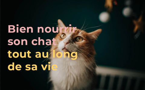 Comment Nettoyer Le Pipi De Chat Blog Chat Animoment