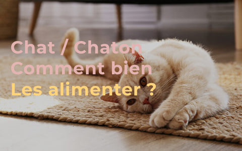 Comment Nettoyer Le Pipi De Chat Blog Chat Animoment