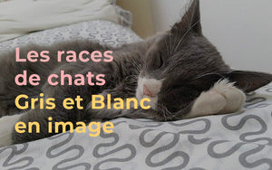 Les Races De Chats Gris Et Blanc En Image Animoment