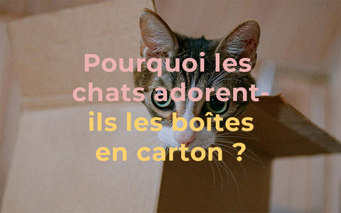 Pourquoi Les Chats Adorent Ils Les Boites En Carton Animoment