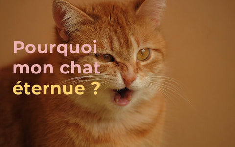 Comment Nettoyer Le Pipi De Chat Blog Chat Animoment