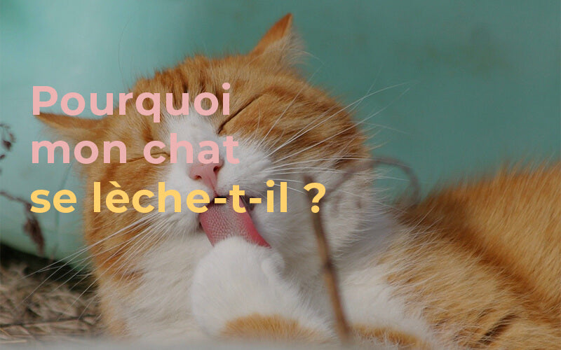 Pourquoi Mon Chat Se Leche T Il Animoment