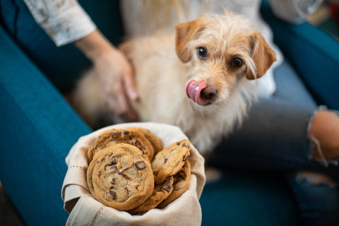 vancouver best cookies- dog licking mouth in front of cookies