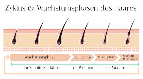 Wachstumsphasen der Haare