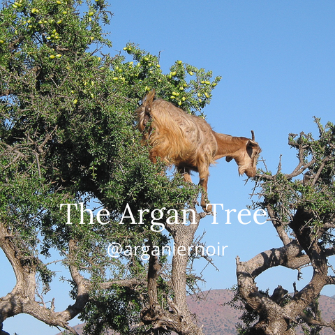 argan oil- moroccan oil- hair conditioner