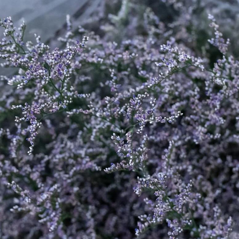 Limonium