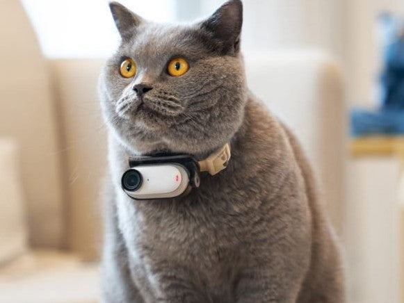 Gadgets for Pet Owners: Cat & Dog Parents