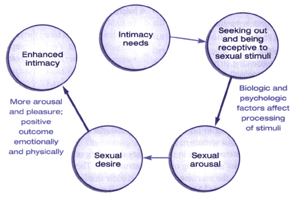 What You Need To Know About The Sexual Response Cycle Myzumio