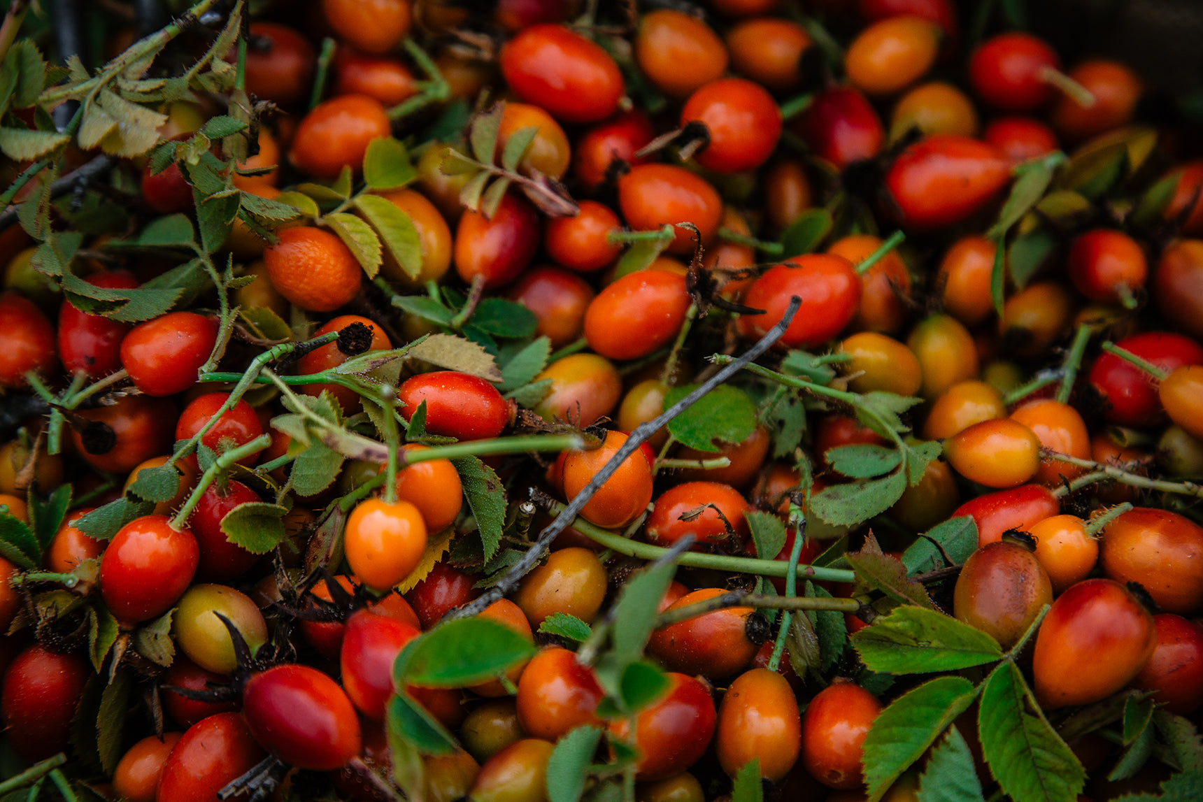 Rosehips