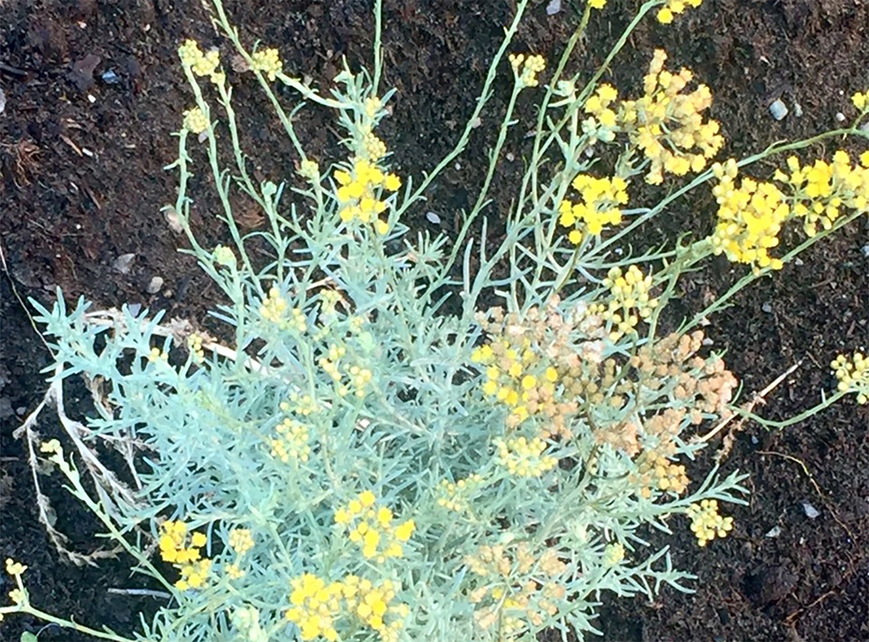 Immortelle Plant