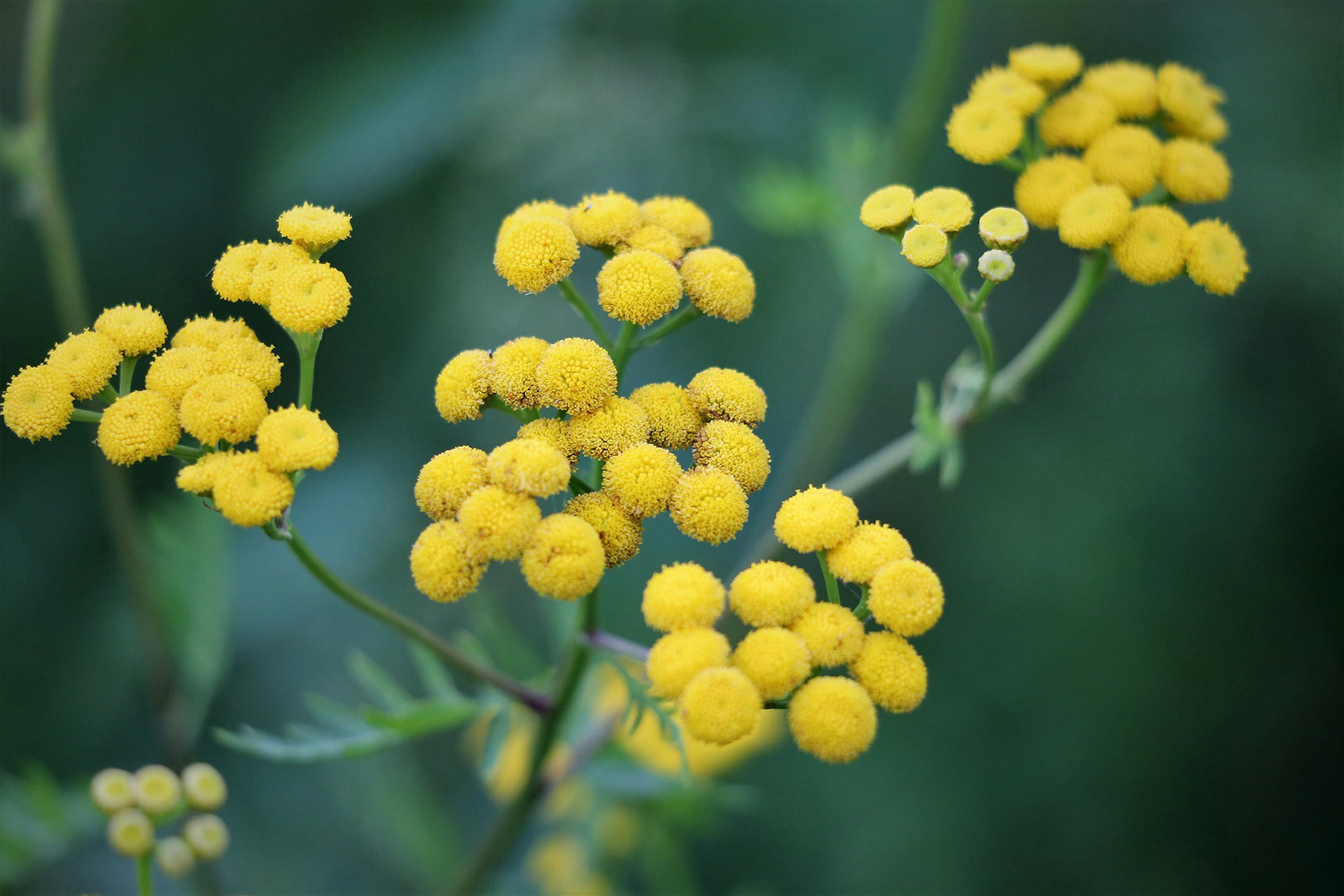 Immortelle plants