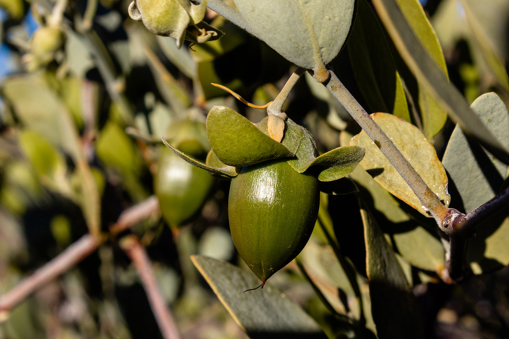 jojoba plant seed on vine