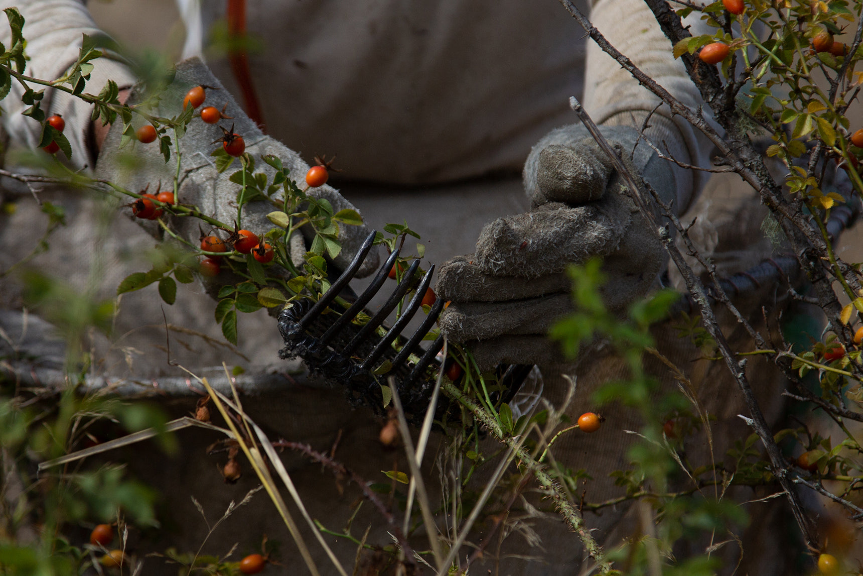 Mauricio has arranged for a team of collectors to harvest the rosehip