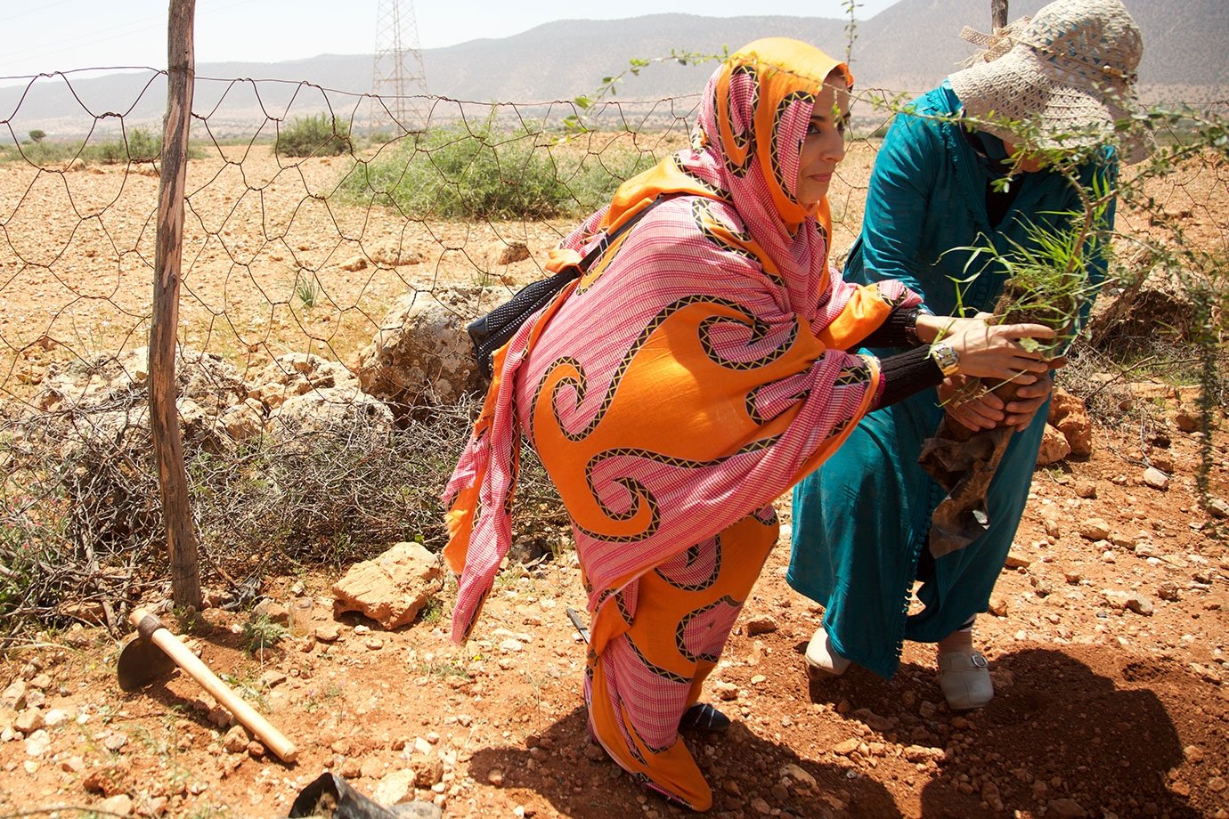 planting argan tree in morocco