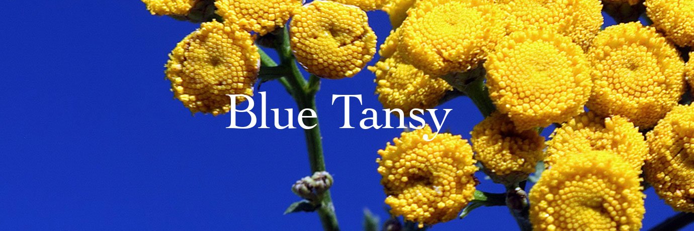 blue tansy flower