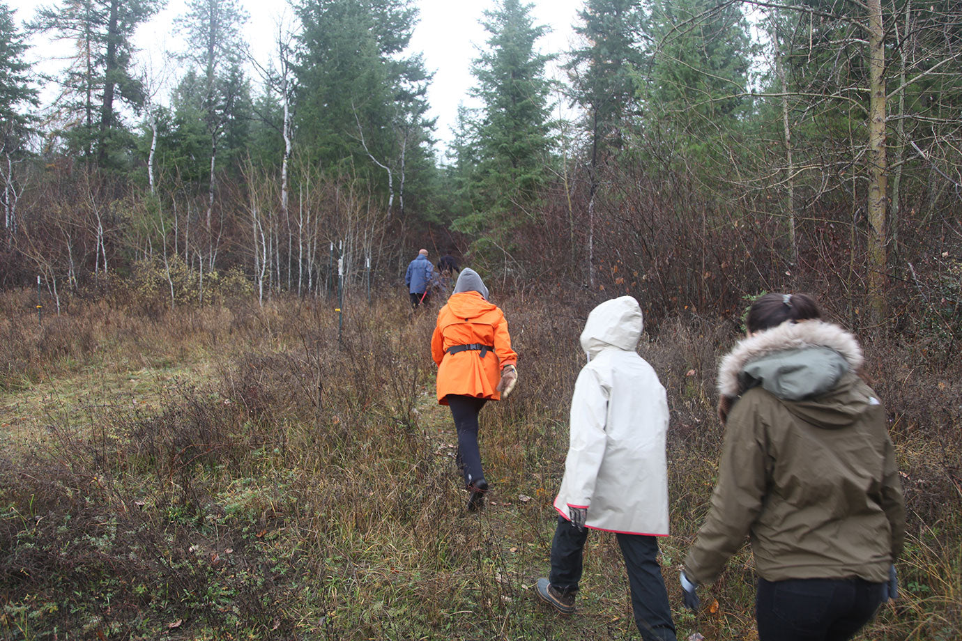 douglas fir distillation harvest group walking into forest