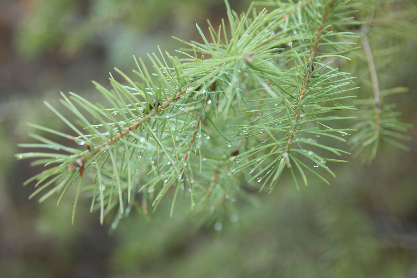 douglas fir pine needle with dew
