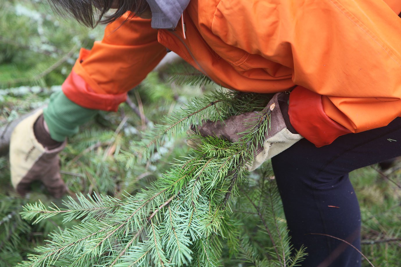 douglas fir branch harvest for hydrosol distillation