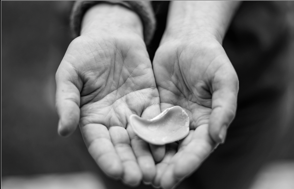 seashell in palm of hands evan healy