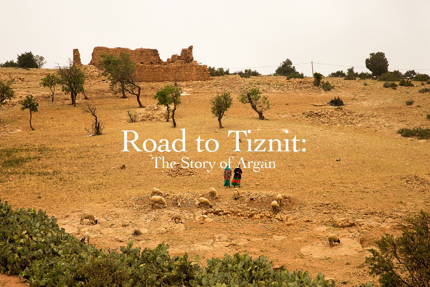 evans journey al amal womens cooperative morocco road to tiznit field sheep