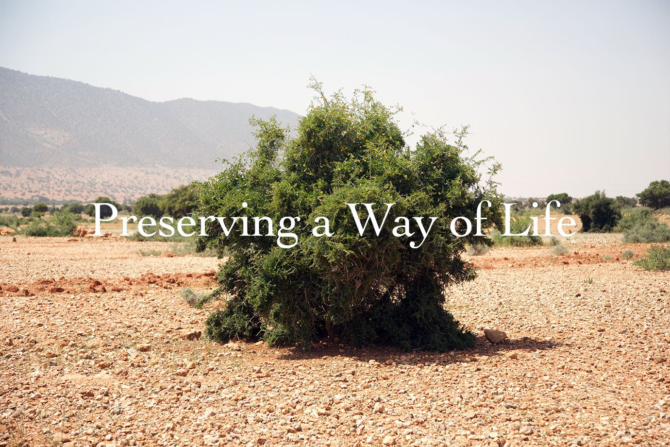 evans journey al amal womens cooperative morocco argan tree
