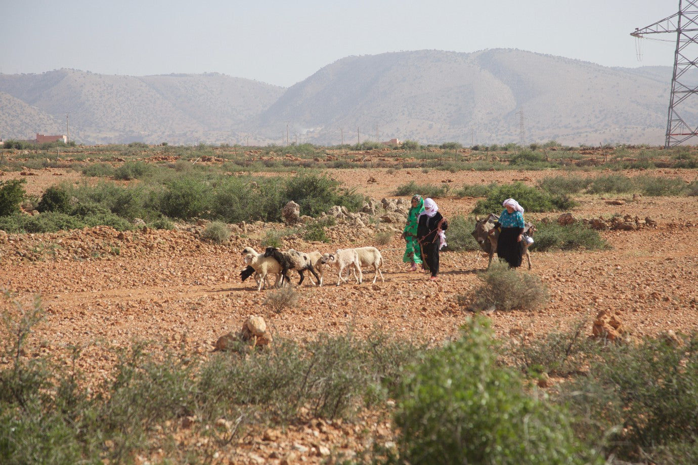 evans journey al amal womens cooperative morocco goats