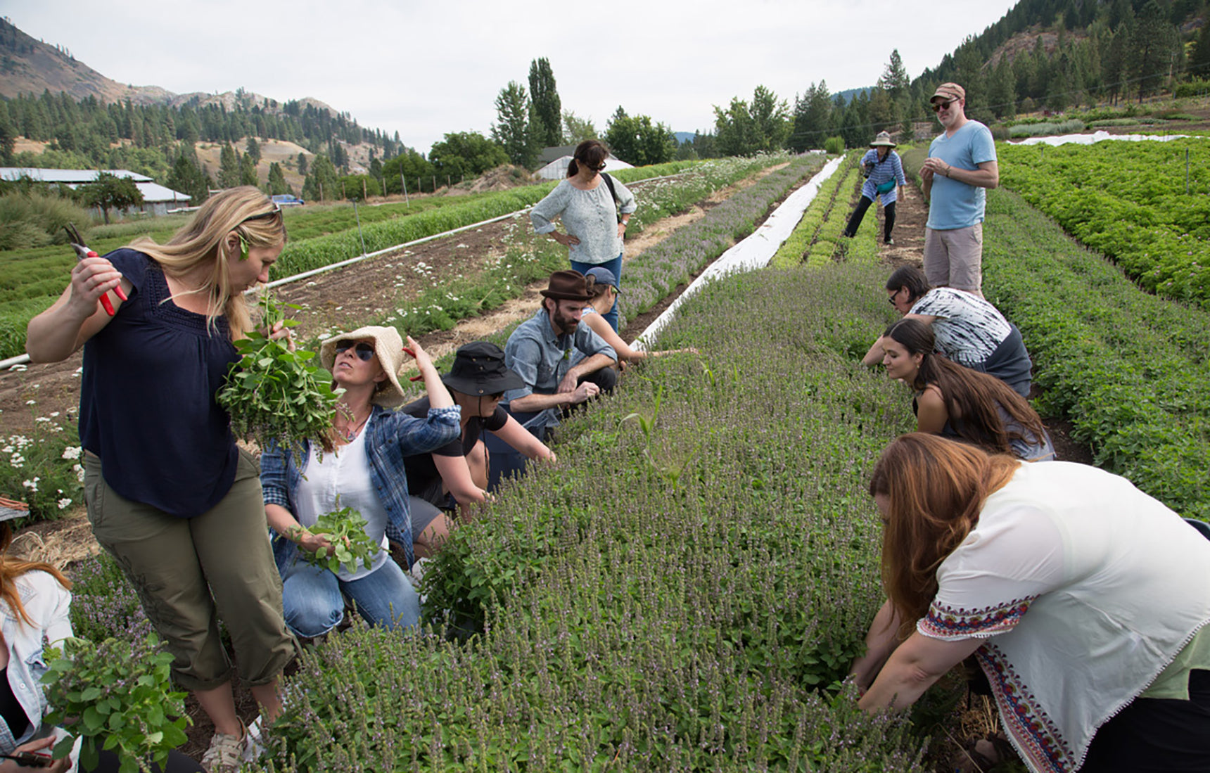 evanhealy team gathering plants at our summer hydroSoul distillation