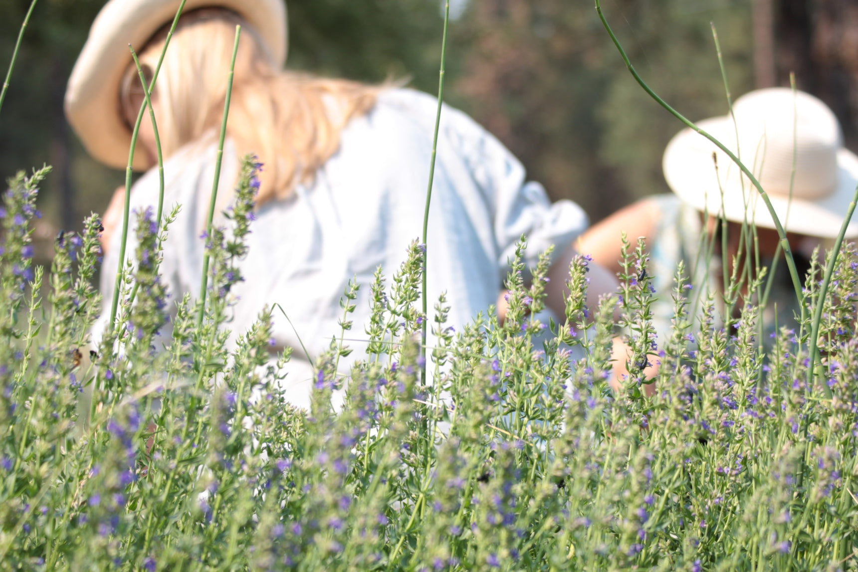 fresh wild organic lavender flower field harvest for facial tonic hydrosol hydrosoul