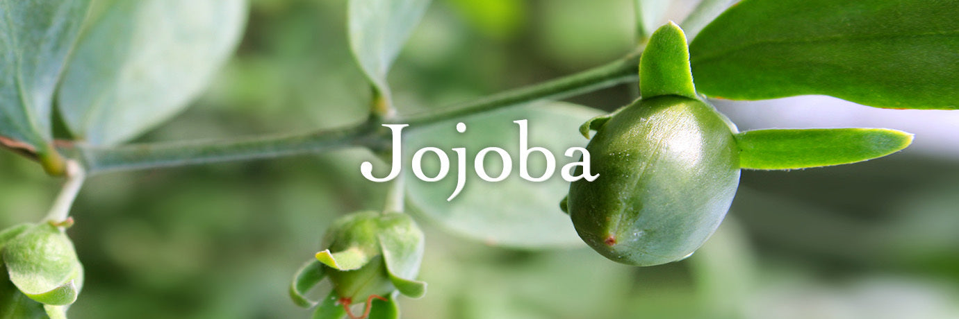 jojoba