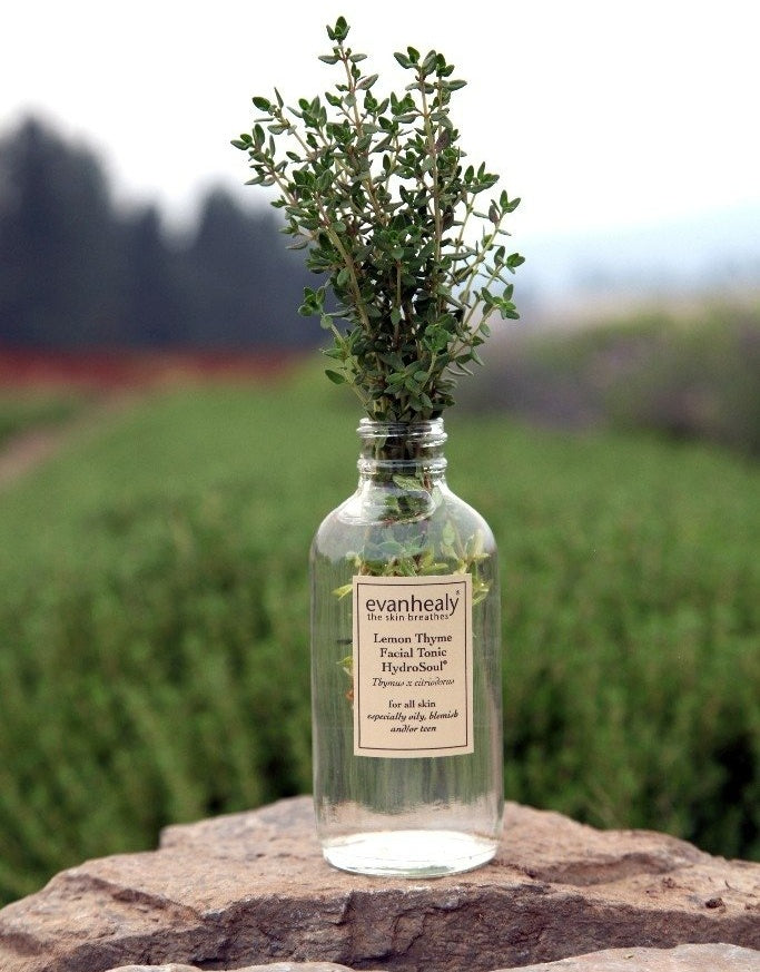 lemon thyme hydrosol with plant material in bottle