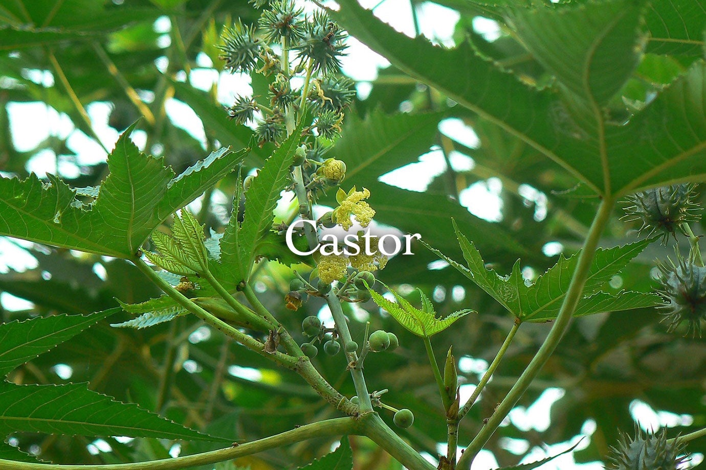 castor seed oil plant