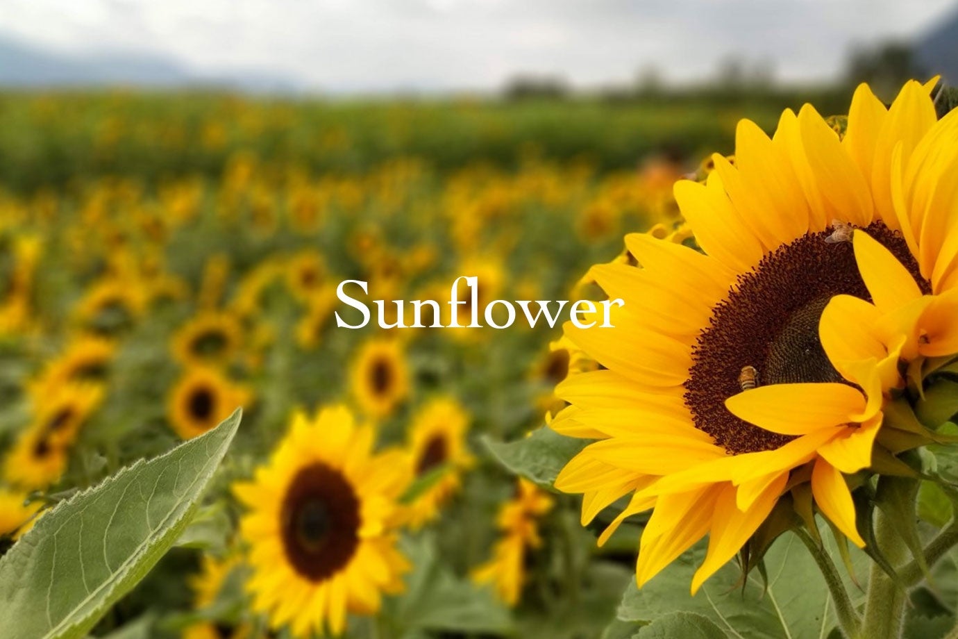 wild sunflower field