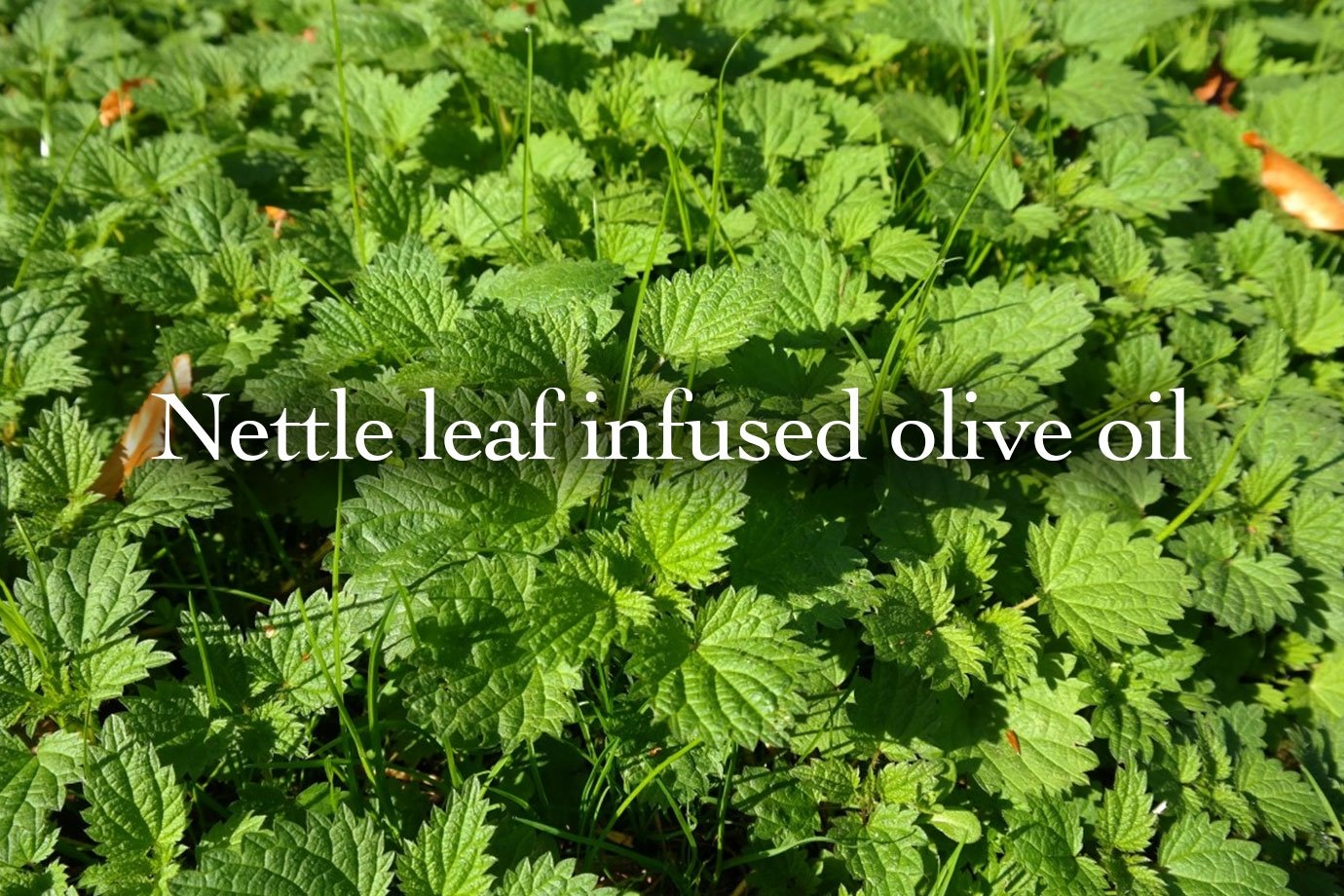 nettle leaf infused olive oil