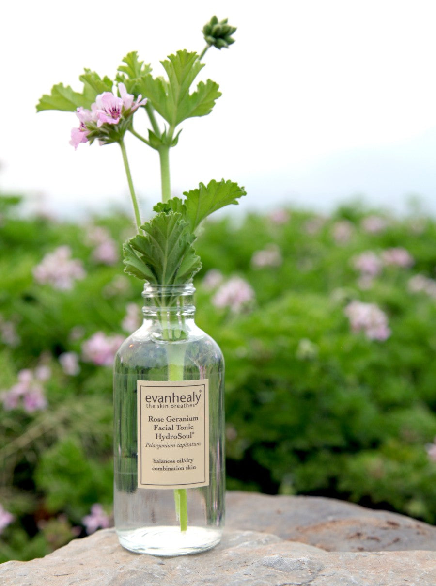 rose geranium hydrosol bottle with flowers in field