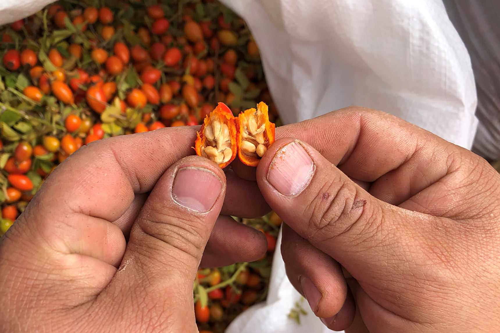 Rosehip seed