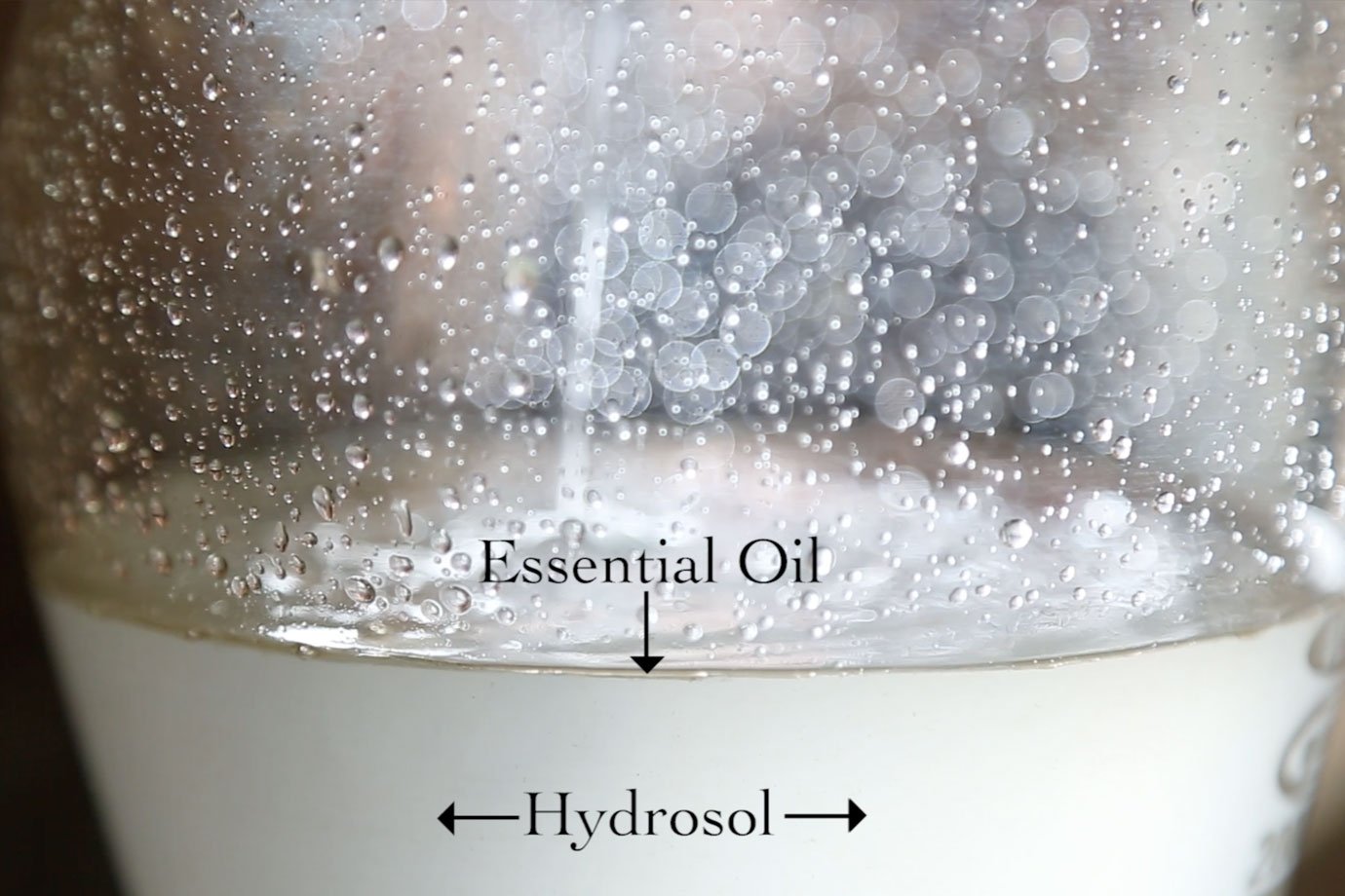 hydrosol and essential oil