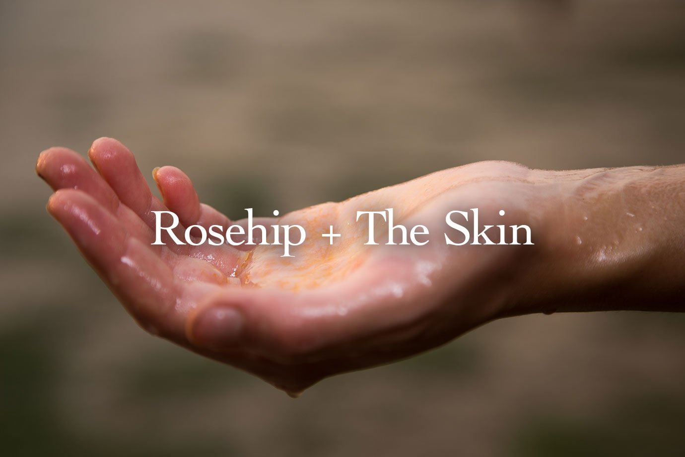 rosehip and the skin oil in palm of hand