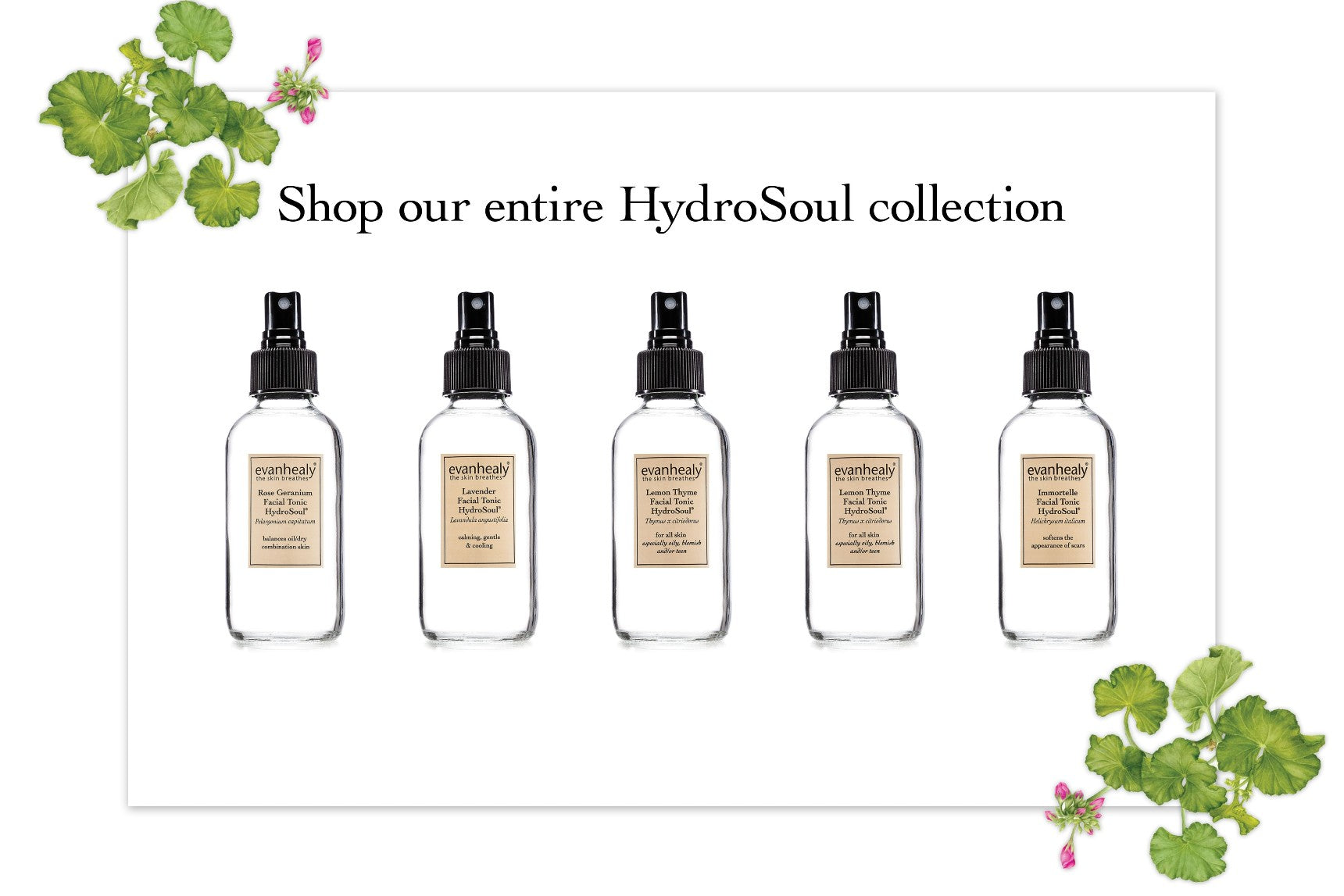 evanhealy hydrosol collection