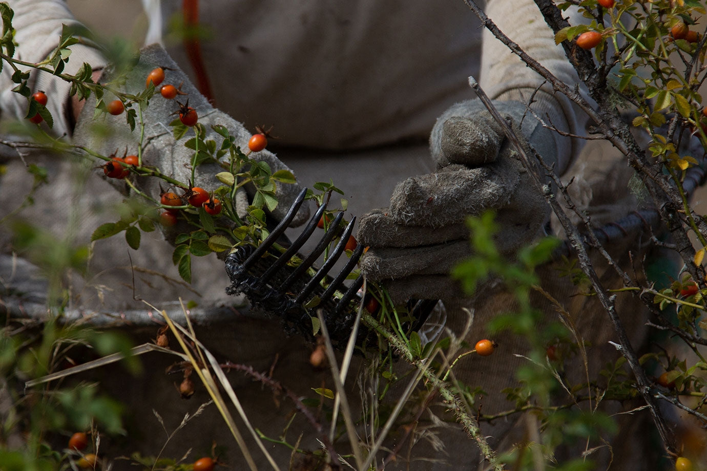 hands harvesting wild chilean rosehip seeds