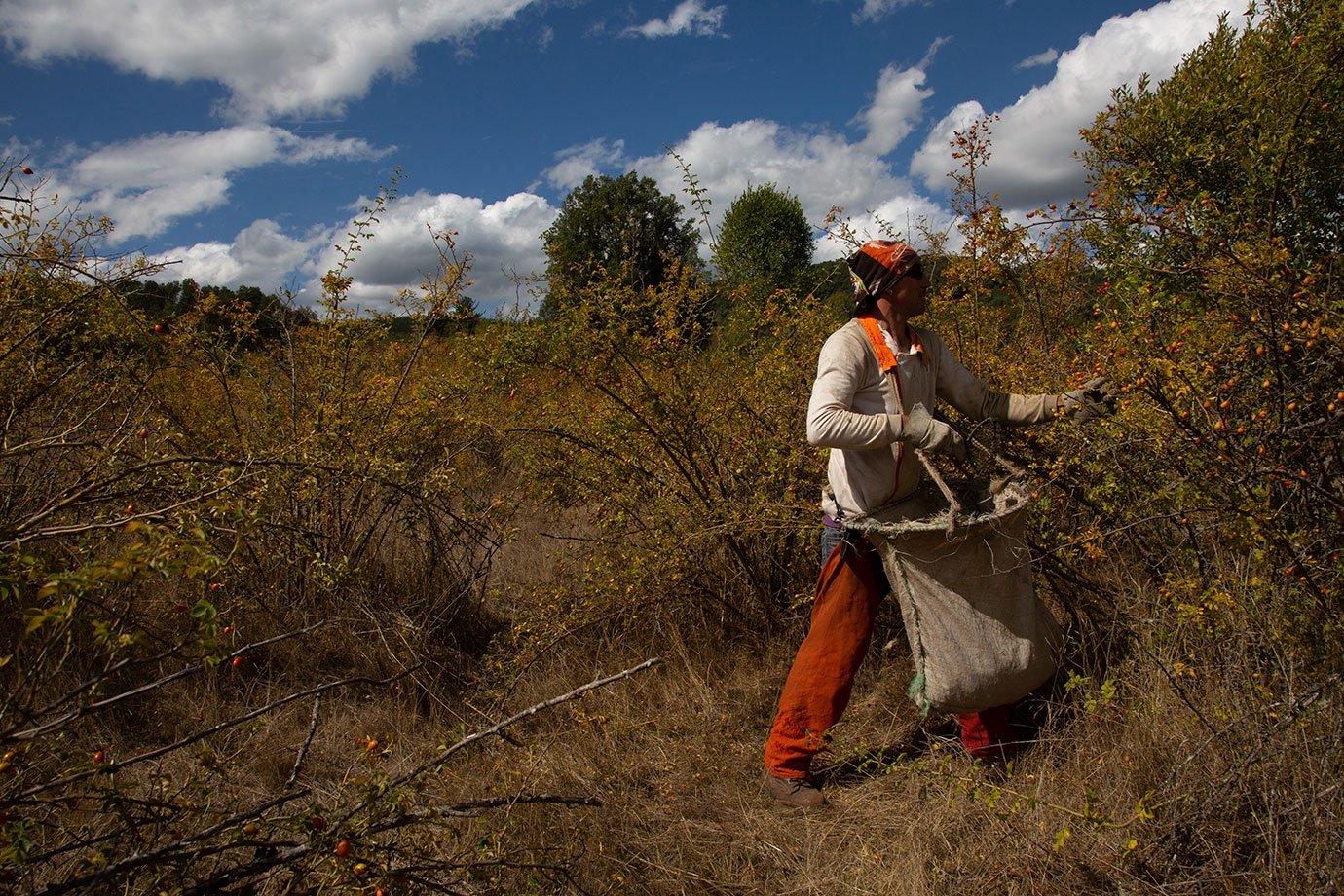 worker in the field harvesting wild chilean rosehip seed buds