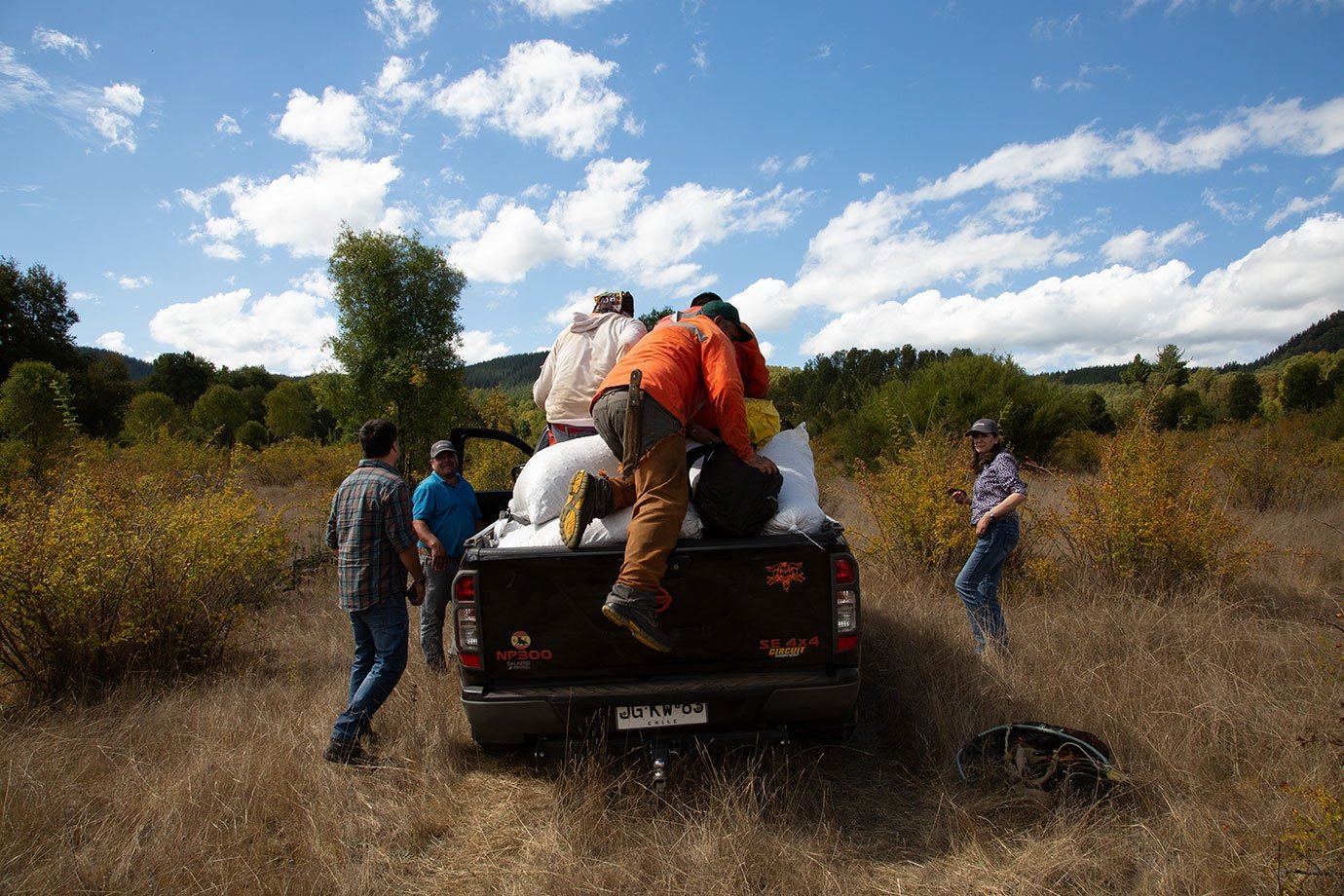 loading wild harvested rosehip into truck in chilean wilderness