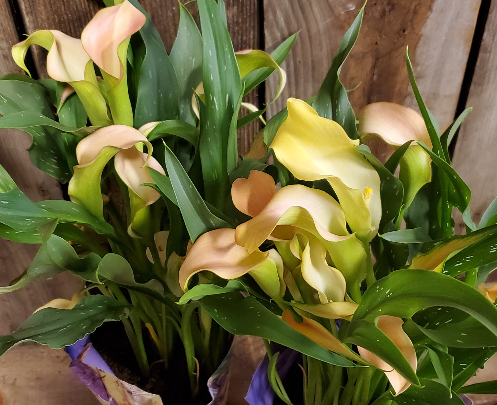 Mini Calla Lily Plant - E's Florals