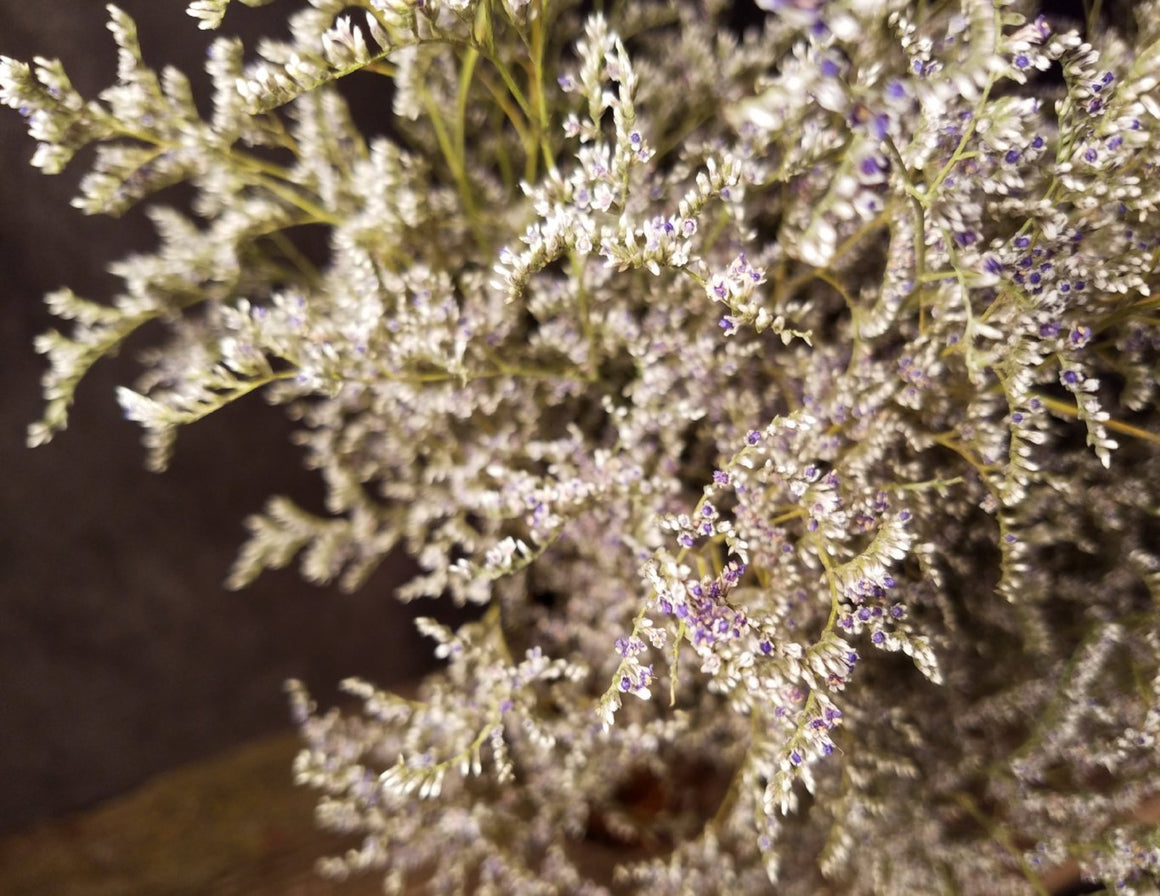 White Statice Dried Flowers - The Parsons Wreath Company