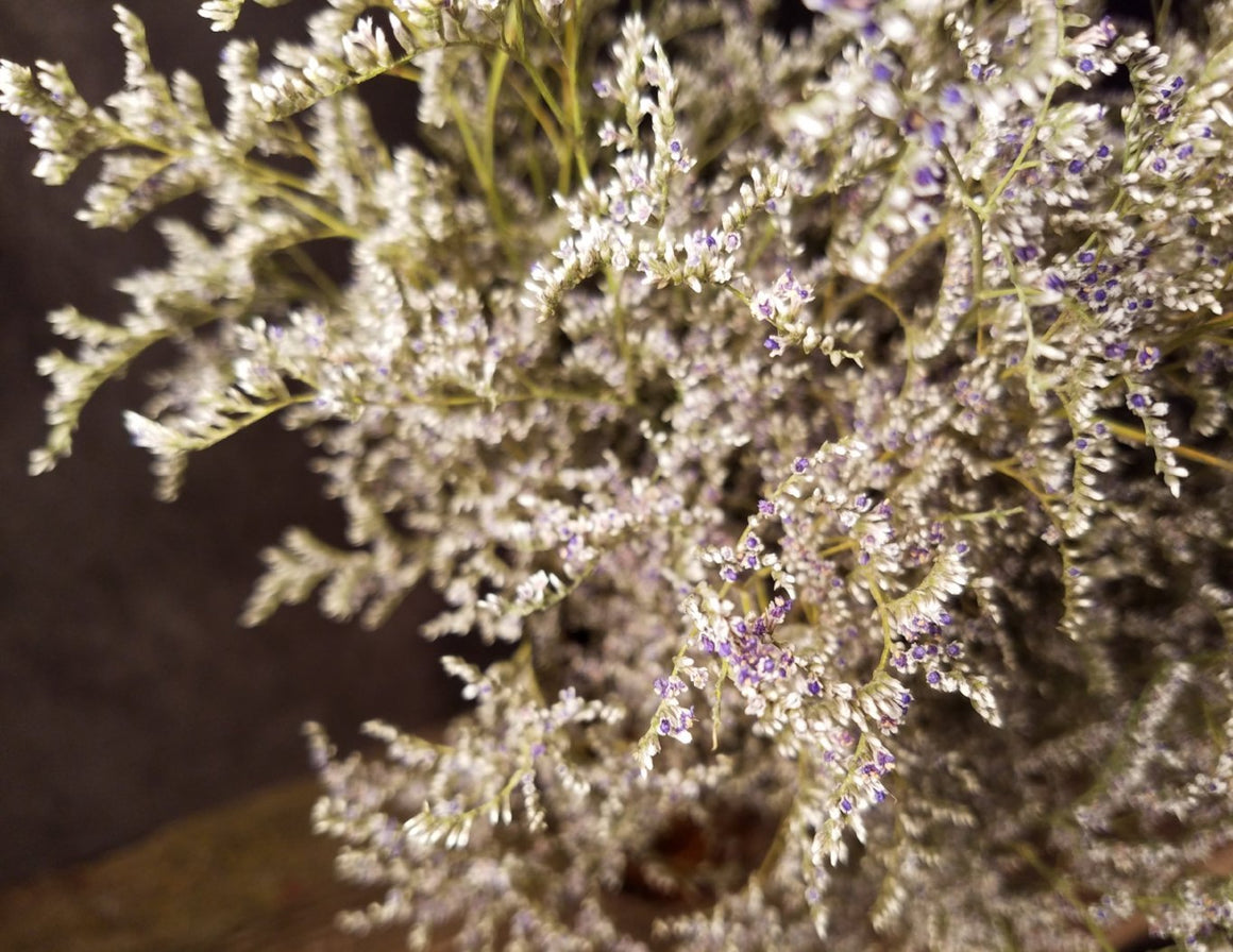 A Bunch Dried Statices Flowers with Limoniums, Dried Flowers, Floral –  Paintingforhome