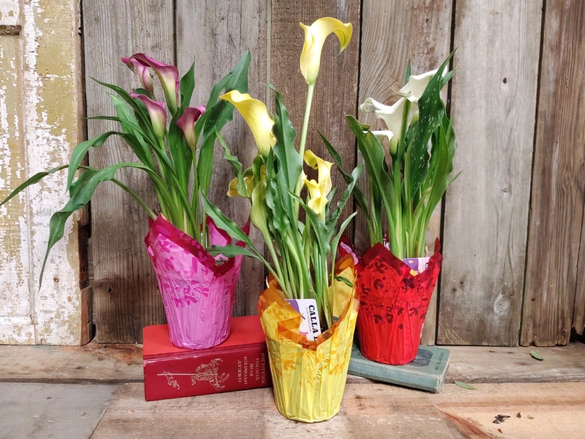 Mini Calla Lily Plant - E's Florals