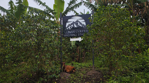 Lunar coffee sign with the local watch goat. Coffee washing station this way!