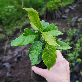 Coffee plant in nursery. Lykke Kaffegårdar. Uganda, Africa.