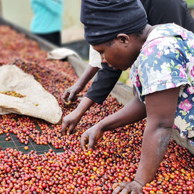 Coffee cherries at Lykkes washing station in Uganda. 