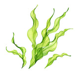 Seaweed for cellulite treatment