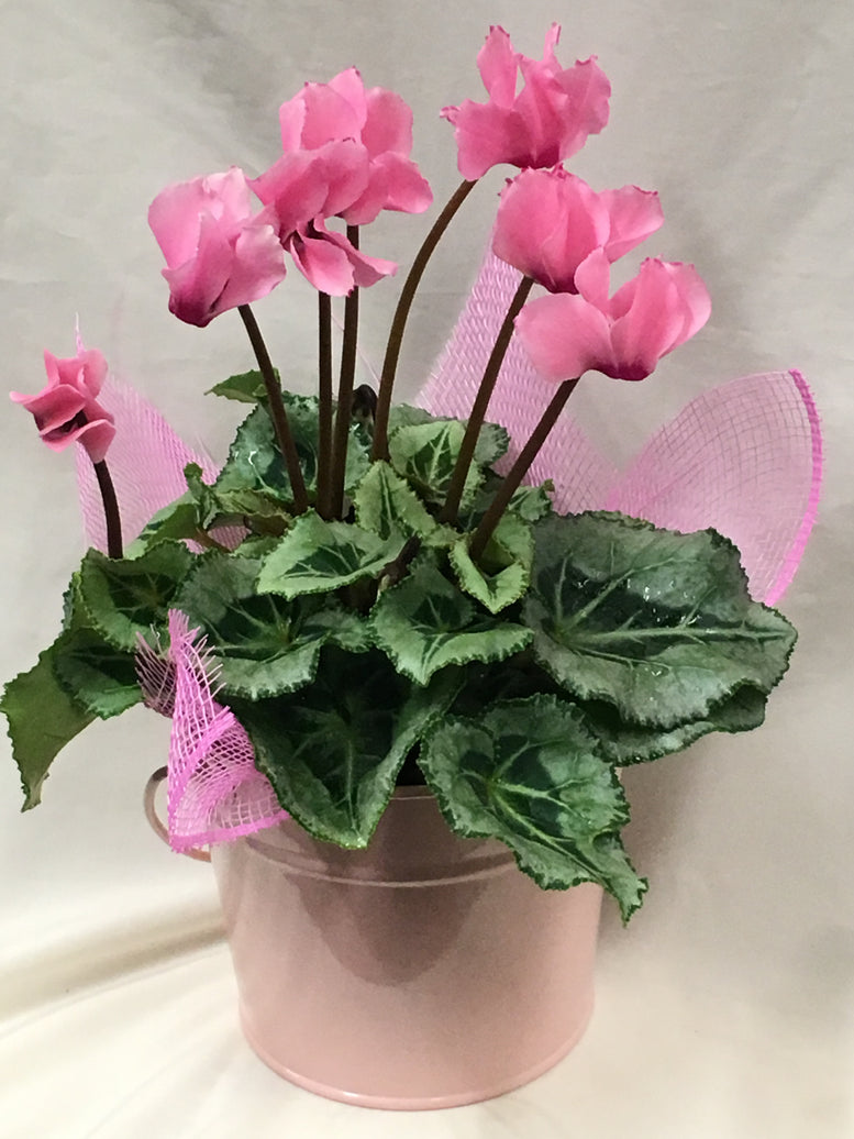 Mini Cyclamen in a Tin